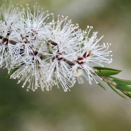 Actif naturel Cajeput